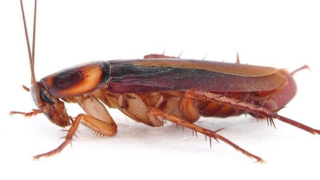 Loài gián và những điều thú vị về gián ít ai biết