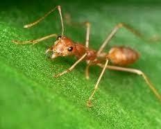 Tác Động Của Kiến Đối Với Con Người và Cuộc Sống Hàng Ngày của công ty TNHH Greenxperts Việt Nam