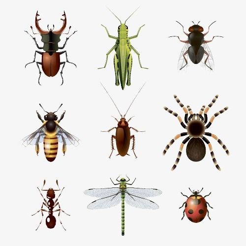 Duy Trì Không Gian Sống Sạch Sẽ - Loại Bỏ Côn Trùng Khó Chịu