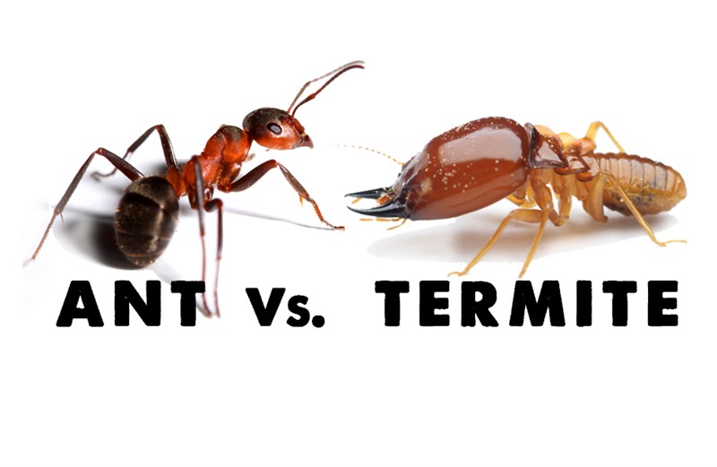 Mối và kiến - Đối thủ không đội trời chung 