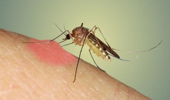 Những điều bạn chưa biết về sự lợi hại của muỗi