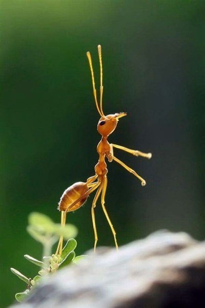 1001 thắc mắc: Kiến ngủ thế nào, tại sao kiến ‘thống trị’ thế giới?