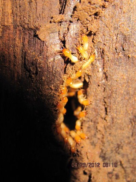 DẤU HIỆU NHẬN BIẾT VÀ CÁCH DIỆT MỐI ĐẤT HIỆU QUẢ