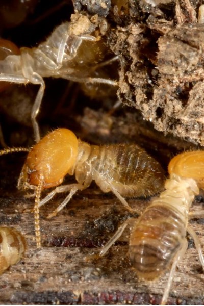 Quy trình diệt mối tận gốc tại GreenXperts