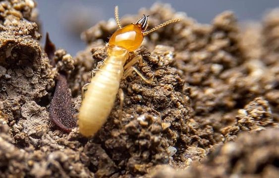 3 điều vô cùng thú vị mà bạn chưa biết về loài mối