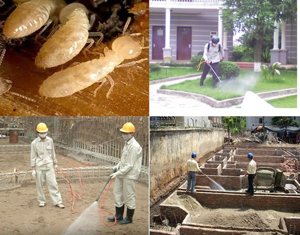 Phòng diệt mối trước khi xây nhà – Chuyện không của riêng ai