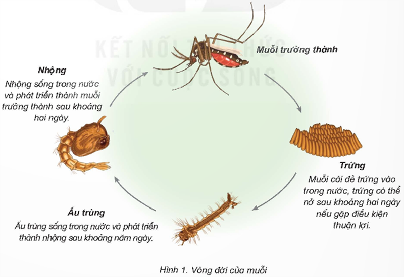 VÒNG ĐỜI CỦA CÁC LOÀI MUỖI AEDES, ANOPHELES, CULEX | LOÀI MUỖI | GREEXPERTS