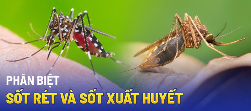 Phân biệt sốt rét và sốt xuất huyết: Giống hay khác, lưu ý điều gì?