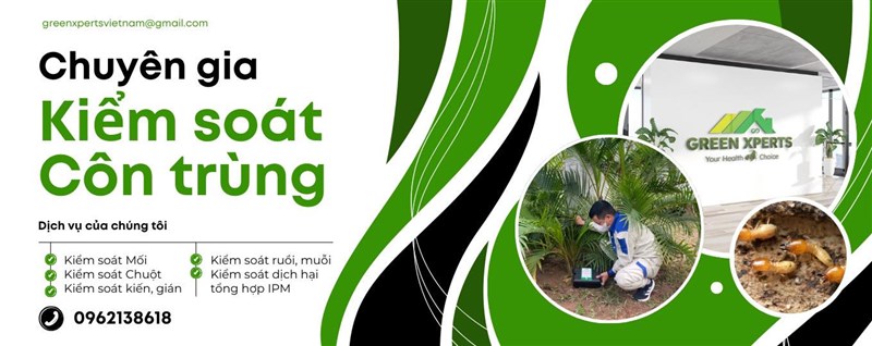 11 Cách diệt gián trong tủ bếp nhanh chóng và an toàn