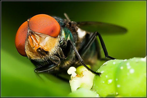 Tác hại của ruồi và biện pháp xử lý côn trùng ruồi