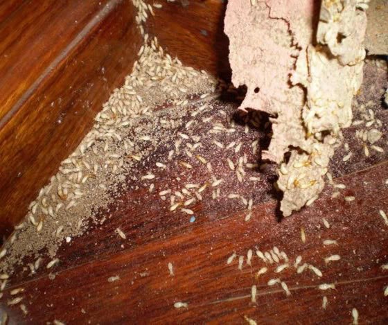 Dịch vụ Diệt Mối cho Hộ gia đình