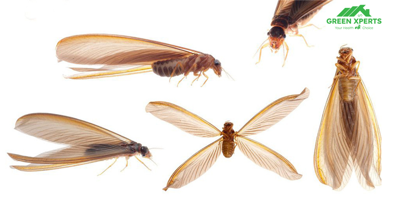 Tổng hợp 5 cách xử lý mối cánh bay vào nhà hiệu quả nhất