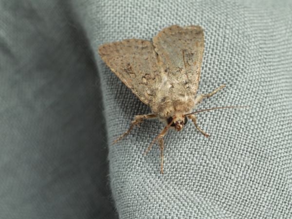 Con ngài vải ăn thủng quần áo_Mẹo tiêu diệt ngài vải hiệu quả tận gốc tại nhà