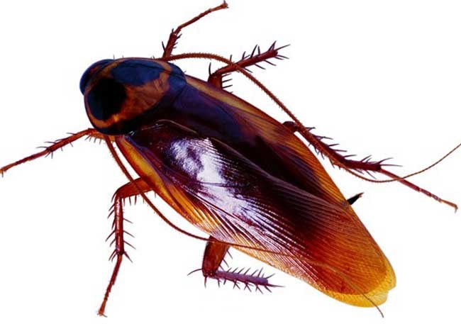 Gián cắn có nguy hiểm không?