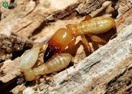 Mối gỗ khô – tổng quan, đặc điểm và cách diệt