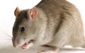 Bạn biết tên bao nhiêu loài chuột? Các loại chuột phổ biến ở Việt Nam