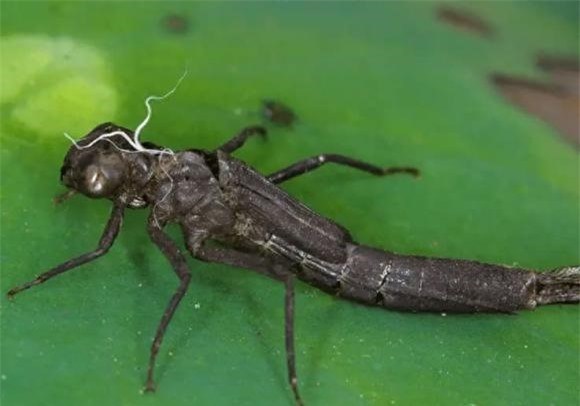 RUỒI NƯỚC - BẬC THẦY DIỆT MUỖI TRONG TỰ NHIÊN