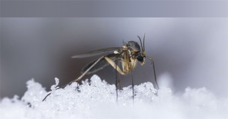 MÙA ĐÔNG MUỖI ĐI ĐÂU?