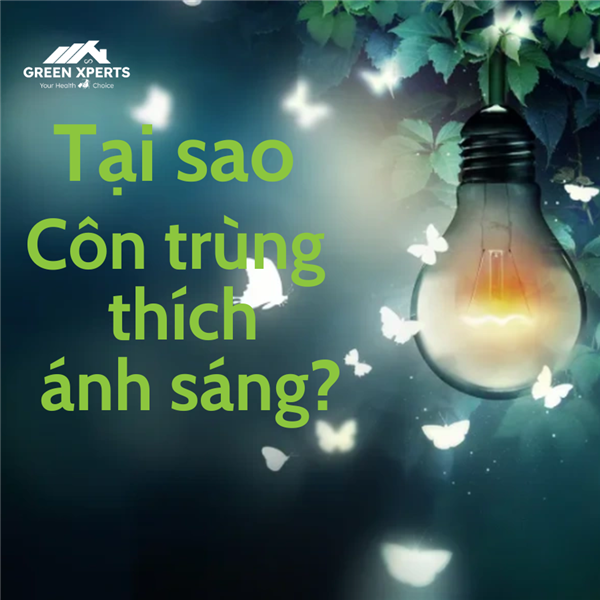 TẠI SAO CÔN TRÙNG LẠI THÍCH ÁNH SÁNG?