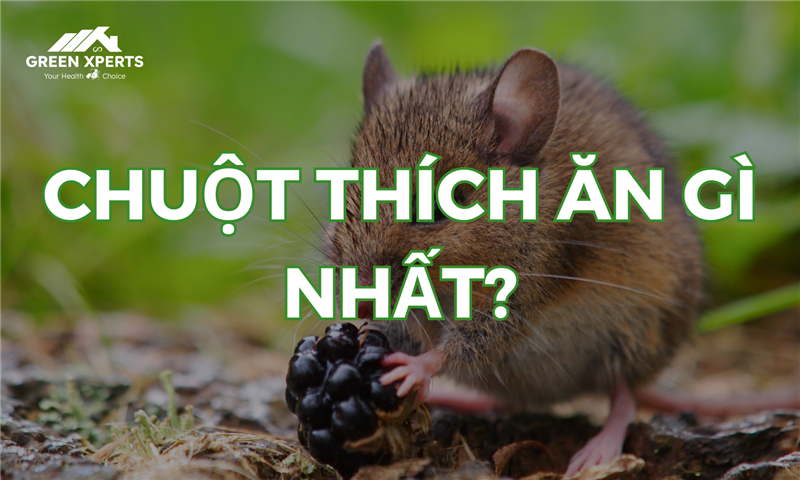 Chuột thích ăn gì nhất? Những lưu ý khi chọn mồi diệt chuột