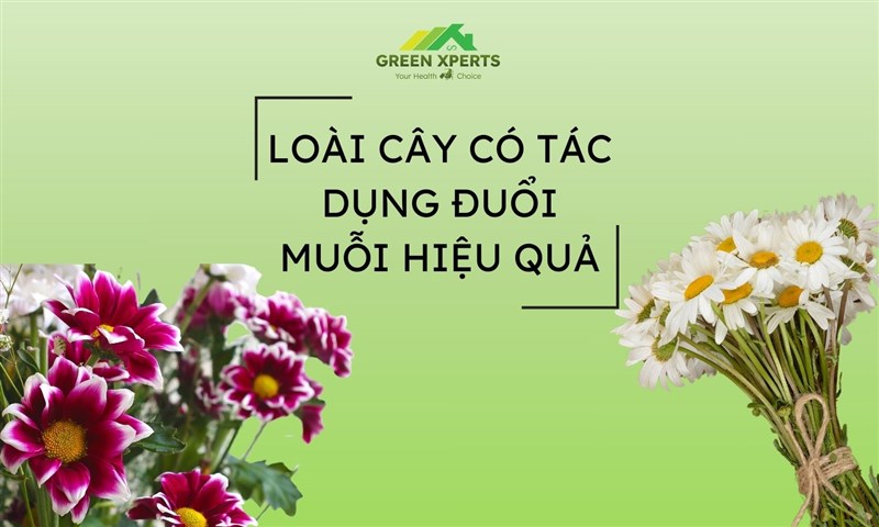 Trồng 1 cây có 3 tác dụng: Đuổi muỗi, lọc khí độc, dùng làm thuốc quý khi cần