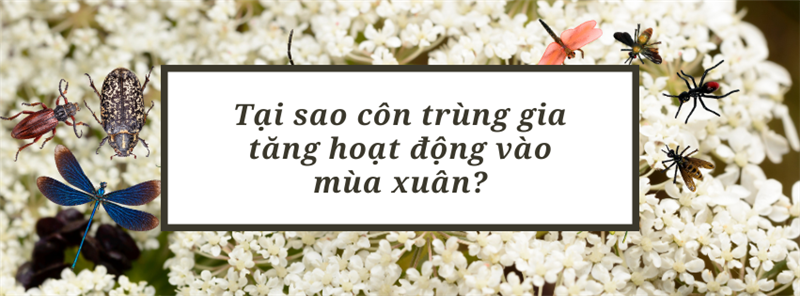 Tại sao chúng ta thấy sự gia tăng hoạt động của côn trùng vào mùa xuân?