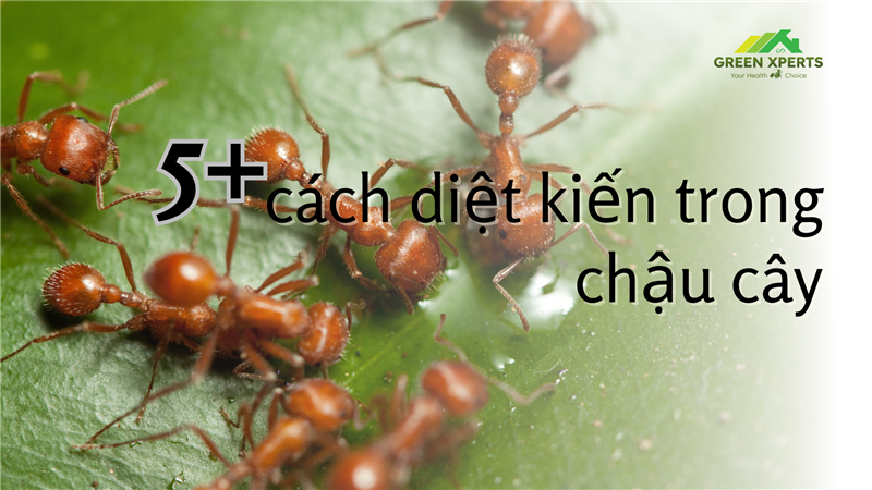 5+ CÁCH DIỆT KIẾN TRONG CHẬU CÂY MÀ BẠN NÊN THỬ