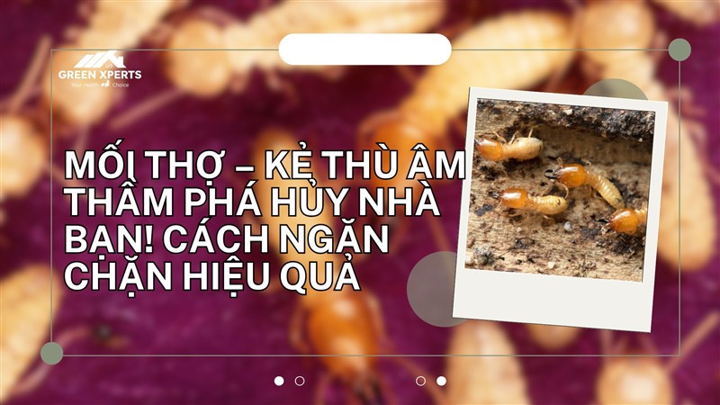 MỐI THỢ – KẺ THÙ ÂM THẦM PHÁ HỦY NHÀ BẠN! CÁCH NGĂN CHẶN HIỆU QUẢ
