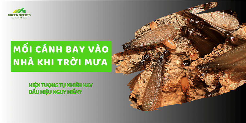 MỐI CÁNH BAY VÀO NHÀ KHI TRỜI MƯA: HIỆN TƯỢNG TỰ NHIÊN HAY DẤU HIỆU NGUY HIỂM?