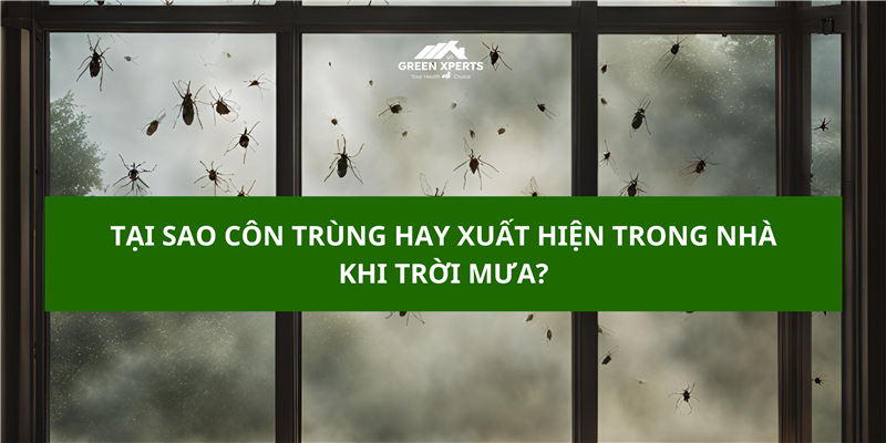 TẠI SAO CÔN TRÙNG HAY XUẤT HIỆN TRONG NHÀ KHI TRỜI MƯA?