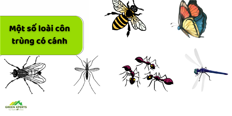 CÁCH NHẬN BIẾT VÀ PHÒNG NGỪA CÁC LOÀI CÔN TRÙNG CÓ CÁNH GÂY HẠI