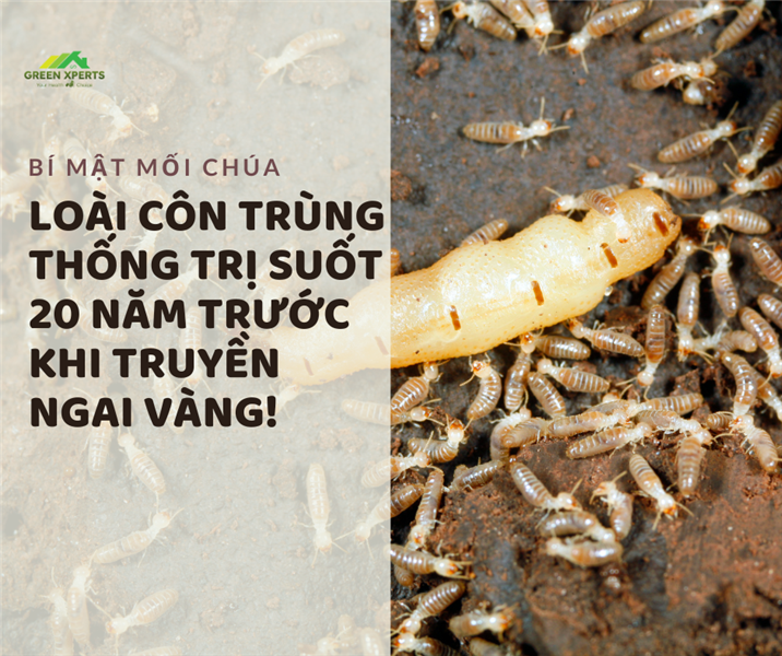 "BÍ ẨN MỐI CHÚA: LOÀI CÔN TRÙNG THỐNG TRỊ SUỐT 20 NĂM TRƯỚC KHI TRUYỀN NGAI VÀNG!"