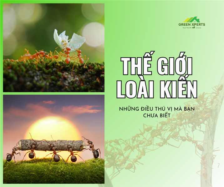 THẾ GIỚI LOÀI KIẾN: NHỮNG ĐIỀU THÚ VỊ BẠN CHƯA BIẾT