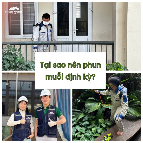 TẠI SAO NÊN PHUN MUỖI ĐỊNH KỲ? LỊCH TRÌNH PHUN MUỖI HỢP LÝ CHO TỪNG KHU VỰC