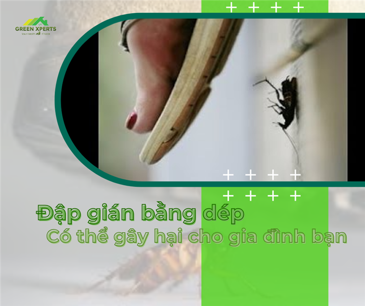 SAI LẦM TAI HẠI: ĐẬP GIÁN BẰNG DÉP CÓ THỂ ĐANG LÀM HẠI SỨC KHỎE GIA ĐÌNH BẠN!