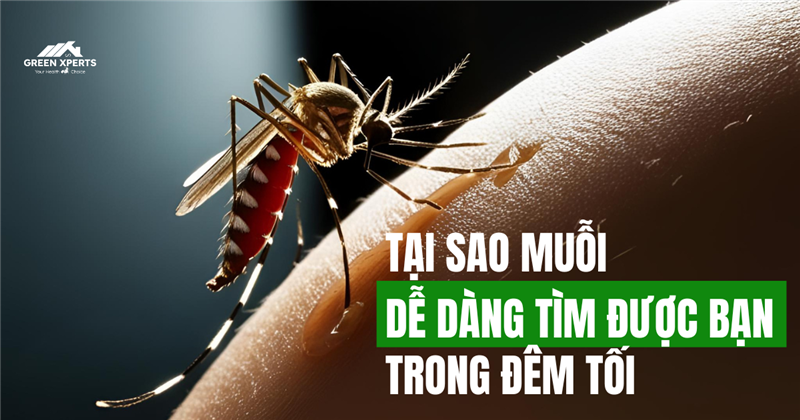 VÌ SAO MUỖI LUÔN TÌM ĐƯỢC BẠN TRONG ĐÊM TỐI? BÍ MẬT ĐÃ ĐƯỢC GIẢI MÃ!