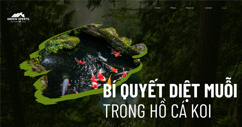 BÍ QUYẾT DIỆT MUỖI HỒ CÁ KOI HIỆU QUẢ – GIỮ HỒ NƯỚC LUÔN SẠCH ĐẸP