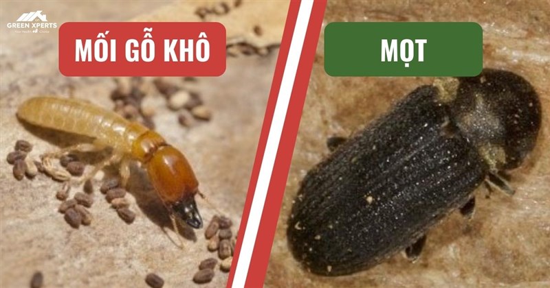 MỐI GỖ KHÔ HAY MỌT? NHẬN BIẾT NGAY TRƯỚC KHI NGÔI NHÀ BẠN BỊ TẤN CÔNG