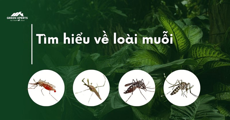 TÌM HIỂU VỀ MUỖI