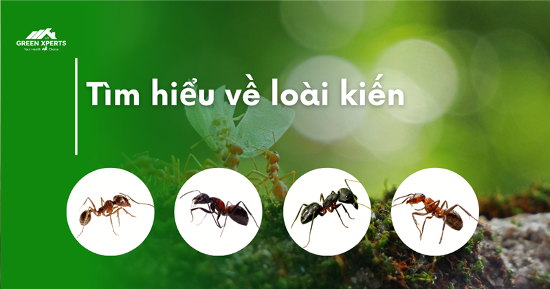 TÌM HIỂU VỀ KIẾN