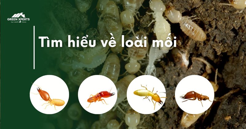 TÌM HIỂU VỀ MỐI