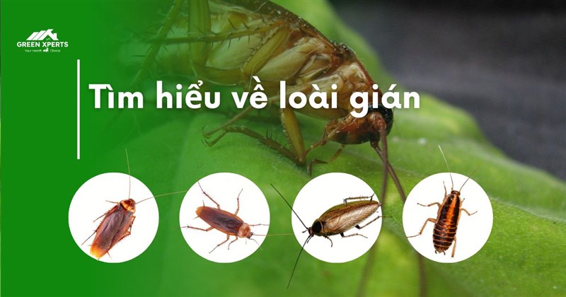 TÌM HIỂU VỀ GIÁN