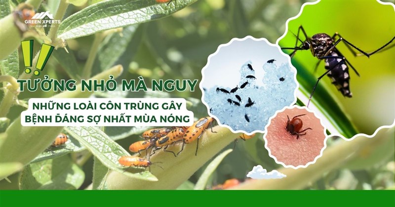 TƯỞNG NHỎ MÀ NGUY – NHỮNG LOÀI CÔN TRÙNG GÂY BỆNH ĐÁNG SỢ NHẤT MÙA NÓNG