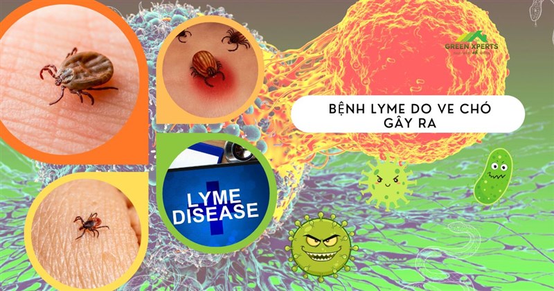 BỆNH LYME DO VE CHÓ GÂY RA – BẠN CÓ ĐANG BỊ ĐE DỌA MÀ KHÔNG BIẾT?