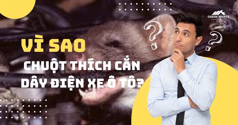 VÌ SAO CHUỘT THÍCH CẮN DÂY ĐIỆN XE Ô TÔ? – CẢNH BÁO QUAN TRỌNG CHO CHỦ XE!