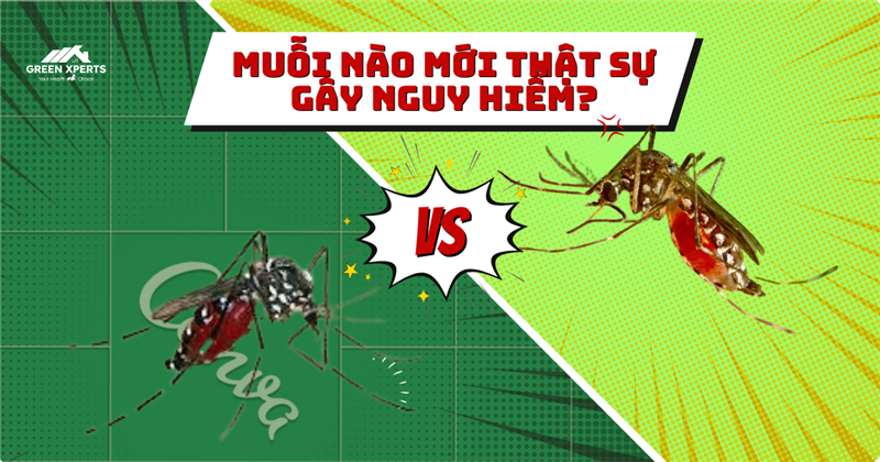 TƯỞNG LÀ MỘT, HÓA RA LÀ HAI: MUỖI NÀO MỚI THẬT SỰ GÂY NGUY HIỂM?