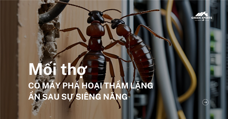 MỐI THỢ: CỖ MÁY PHÁ HOẠI THẦM LẶNG ẨN SAU SỰ SIÊNG NĂNG