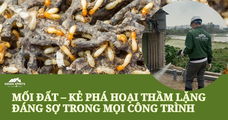 MỐI ĐẤT – KẺ PHÁ HOẠI THẦM LẶNG ĐÁNG SỢ TRONG MỌI CÔNG TRÌNH