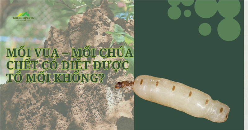 MỐI VUA – MỐI CHÚA CHẾT CÓ DIỆT ĐƯỢC TỔ MỐI KHÔNG?