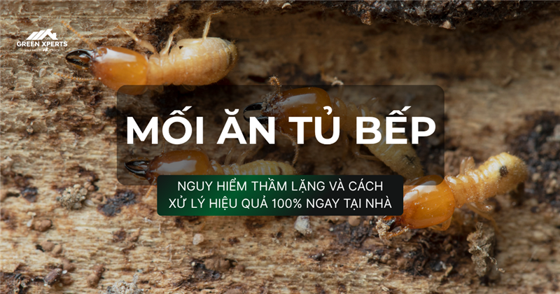MỐI ĂN TỦ BẾP: NGUY HIỂM THẦM LẶNG VÀ CÁCH XỬ LÝ HIỆU QUẢ 100% NGAY TẠI NHÀ